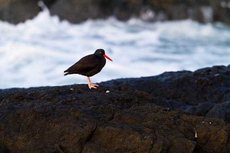 Black Oystercatcher